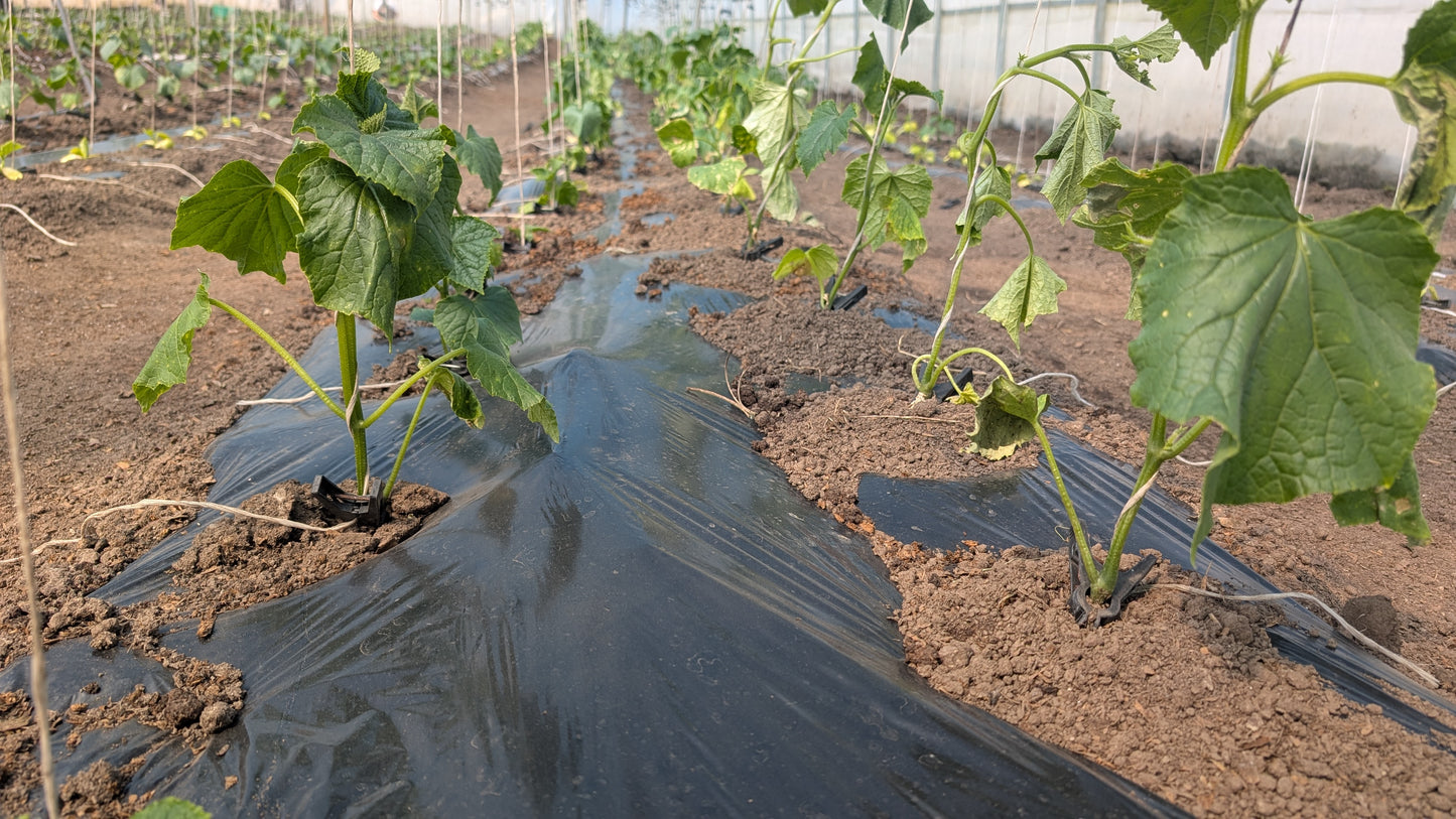 Biodegradable Black Mulch Film