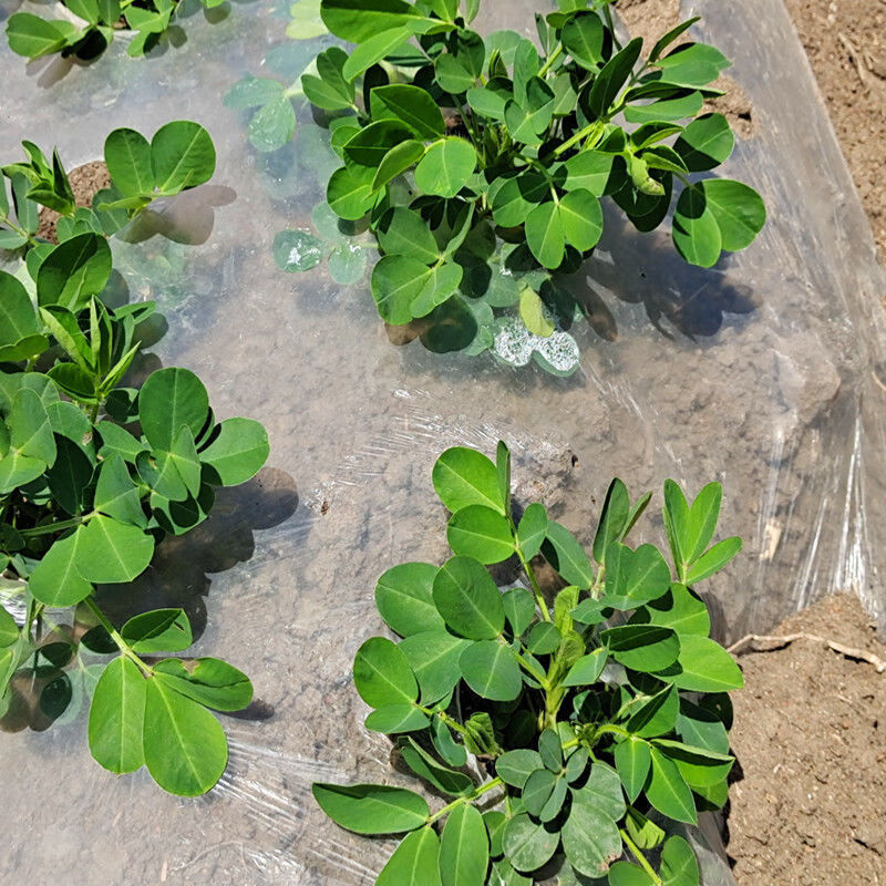 Biodegradable Clear Mulch Film