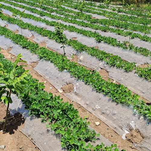Biodegradable Clear Mulch Film